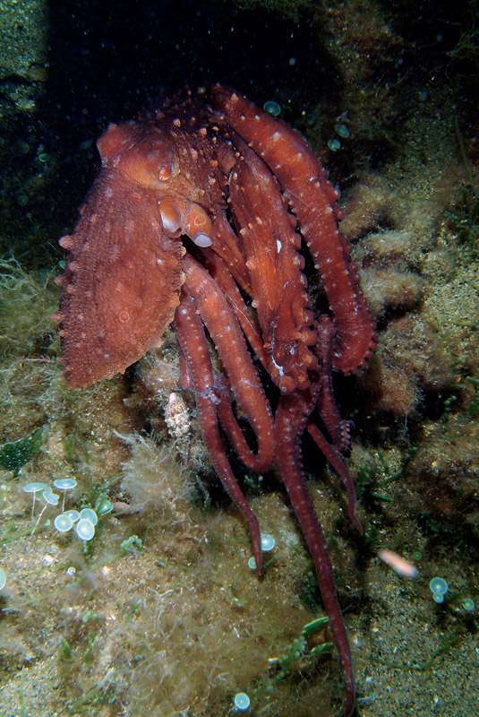 Octopus macropus